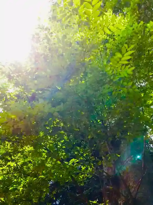 愛宕神社の自然