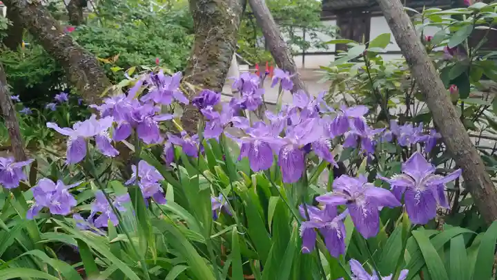 平野神社の自然