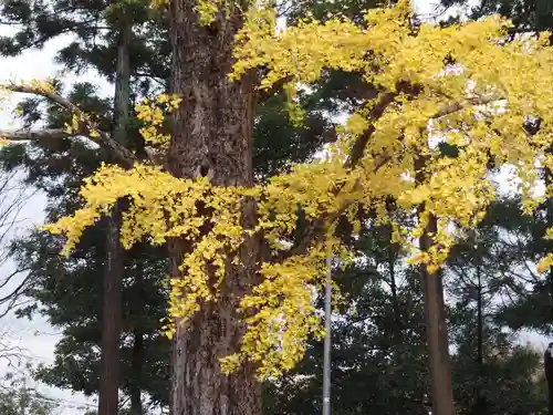 天王山 安楽寺(福井県)