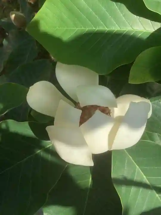 慈光院(曼陀羅寺塔頭)の自然