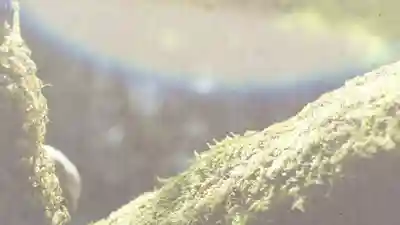 詩仙堂(丈山寺)(京都府)