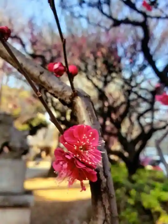 新井天神北野神社(東京都)
