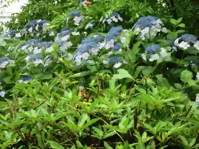 白山神社の自然