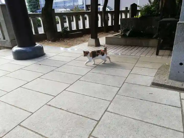 柏諏訪神社の動物