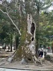 春日大社の自然