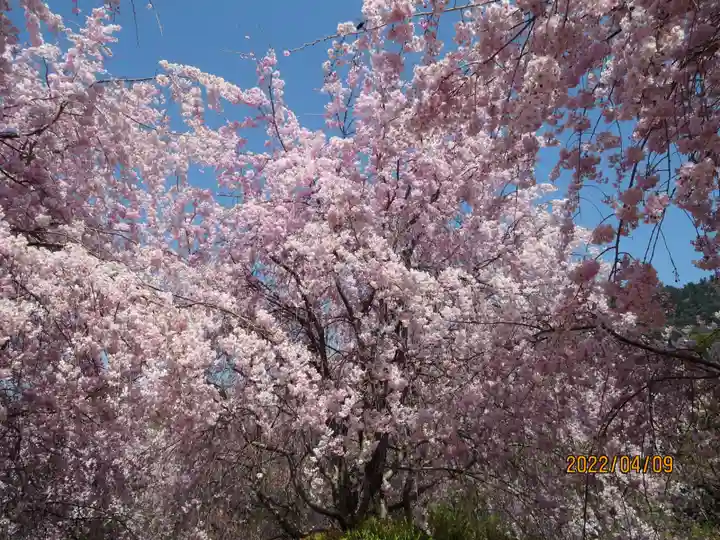 久延彦神社の自然