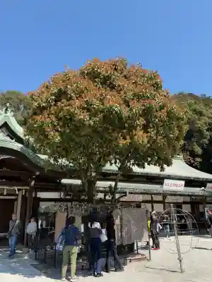 宮地嶽神社の{uncategorized: "未分類", other: "その他", undefined: "問題あり", building: "その他建物", grave: "お墓", sacred_gate: "鳥居", guardian: "狛犬", statue: "像", buddha: "仏像", history: "歴史", nature: "自然", garden: "庭園", animal: "動物", pagoda: "塔", temizu: "手水舎", mountain_gate: "山門・神門", sanctuary: "本殿・本堂", subordinate: "末社・摂社", art: "芸術", scenery: "景色", jizo: "地蔵", ema: "絵馬", goshuin: "御朱印", omikuji: "おみくじ", items: "授与品その他", amulet: "お守り", goshuincho: "御朱印帳", eats: "食事", festival: "お祭り", votive_dance: "神楽", shichigosan: "七五三参", wedding: "結婚式", experience: "体験その他", initially: "初詣", around: "周辺", anti_infection: "感染症対策"}