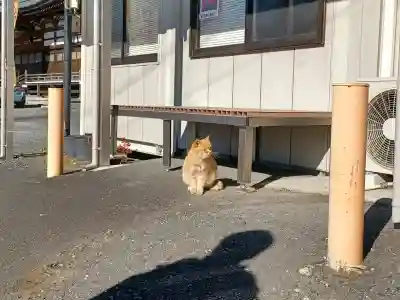 少林寺の{uncategorized: "未分類", other: "その他", undefined: "問題あり", building: "その他建物", grave: "お墓", sacred_gate: "鳥居", guardian: "狛犬", statue: "像", buddha: "仏像", history: "歴史", nature: "自然", garden: "庭園", animal: "動物", pagoda: "塔", temizu: "手水舎", mountain_gate: "山門・神門", sanctuary: "本殿・本堂", subordinate: "末社・摂社", art: "芸術", scenery: "景色", jizo: "地蔵", ema: "絵馬", goshuin: "御朱印", omikuji: "おみくじ", items: "授与品その他", amulet: "お守り", goshuincho: "御朱印帳", eats: "食事", festival: "お祭り", votive_dance: "神楽", shichigosan: "七五三参", wedding: "結婚式", experience: "体験その他", initially: "初詣", around: "周辺", anti_infection: "感染症対策"}