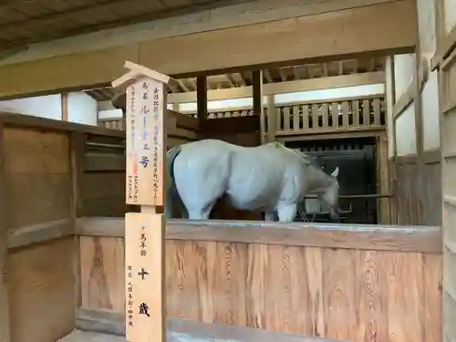 金刀比羅宮の動物