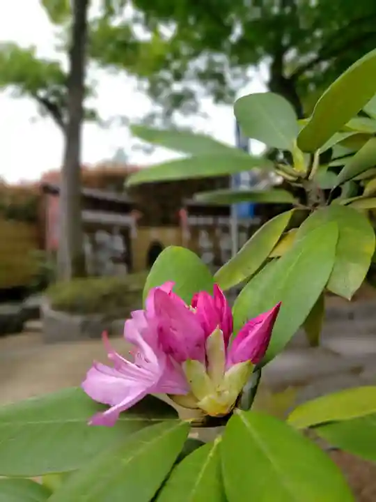 中野沼袋氷川神社(東京都)