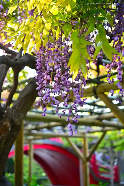 亀戸天神社(東京都)