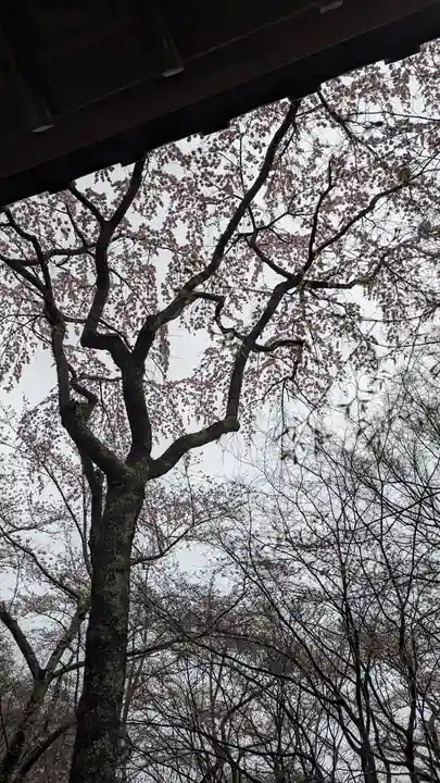勝持寺(花の寺)(京都府)