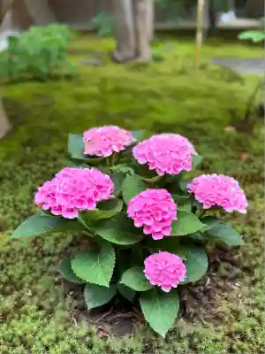 黄梅院(京都府)