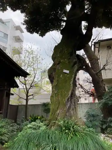 大森山王日枝神社の自然