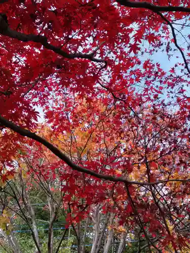 玉泉寺の庭園