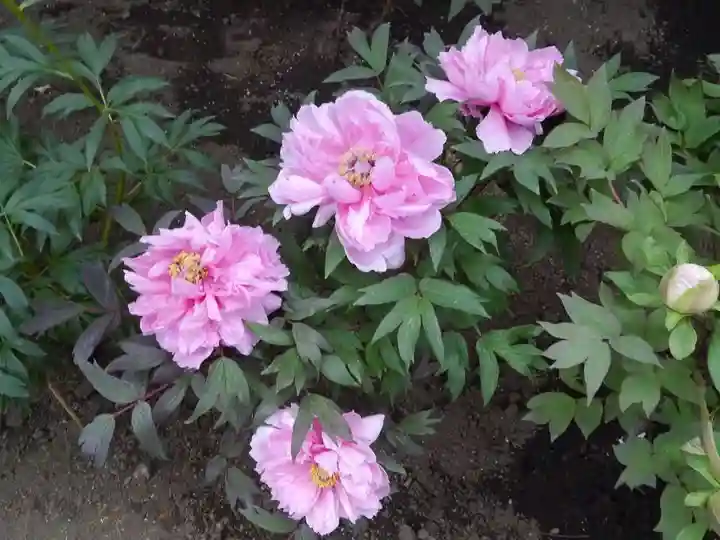 上野東照宮の自然