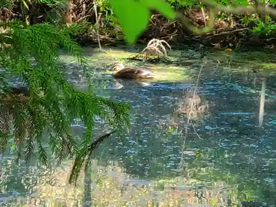 皆神神社(長野県)