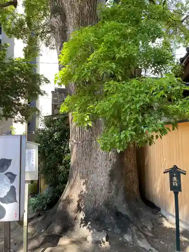 菅生神社の自然