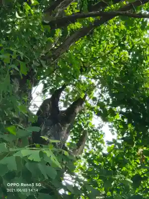 飛木稲荷神社(東京都)
