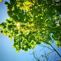 高司神社〜むすびの神の鎮まる社〜の自然