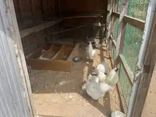高屋敷稲荷神社の{uncategorized: "未分類", other: "その他", undefined: "問題あり", building: "その他建物", grave: "お墓", sacred_gate: "鳥居", guardian: "狛犬", statue: "像", buddha: "仏像", history: "歴史", nature: "自然", garden: "庭園", animal: "動物", pagoda: "塔", temizu: "手水舎", mountain_gate: "山門・神門", sanctuary: "本殿・本堂", subordinate: "末社・摂社", art: "芸術", scenery: "景色", jizo: "地蔵", ema: "絵馬", goshuin: "御朱印", omikuji: "おみくじ", items: "授与品その他", amulet: "お守り", goshuincho: "御朱印帳", eats: "食事", festival: "お祭り", votive_dance: "神楽", shichigosan: "七五三参", wedding: "結婚式", experience: "体験その他", initially: "初詣", around: "周辺", anti_infection: "感染症対策"}