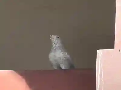 川越八幡宮(埼玉県)