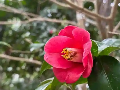 椿大神社の自然