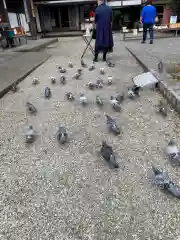 今市報徳二宮神社の動物