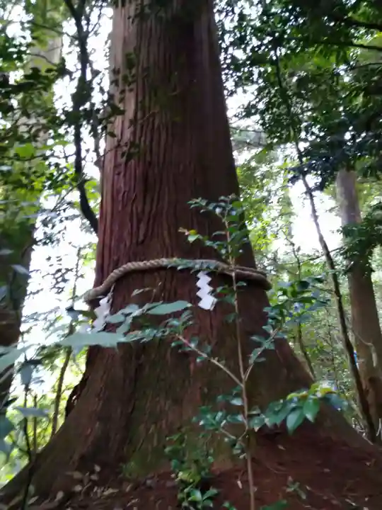 丹生川上神社(中社)の自然
