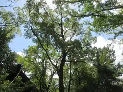 意富比神社の自然