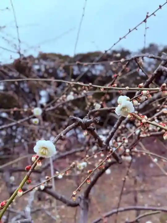 大縣神社(愛知県)