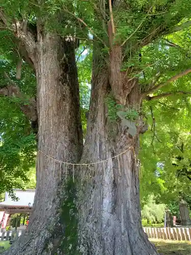 鑁阿寺(栃木県)