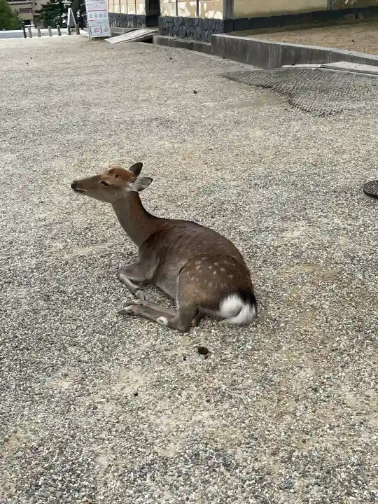 興福寺(奈良県)