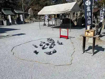 曩祖八幡宮の動物