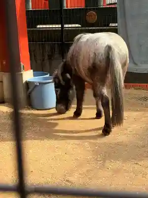 神田神社（神田明神）の{uncategorized: "未分類", other: "その他", undefined: "問題あり", building: "その他建物", grave: "お墓", sacred_gate: "鳥居", guardian: "狛犬", statue: "像", buddha: "仏像", history: "歴史", nature: "自然", garden: "庭園", animal: "動物", pagoda: "塔", temizu: "手水舎", mountain_gate: "山門・神門", sanctuary: "本殿・本堂", subordinate: "末社・摂社", art: "芸術", scenery: "景色", jizo: "地蔵", ema: "絵馬", goshuin: "御朱印", omikuji: "おみくじ", items: "授与品その他", amulet: "お守り", goshuincho: "御朱印帳", eats: "食事", festival: "お祭り", votive_dance: "神楽", shichigosan: "七五三参", wedding: "結婚式", experience: "体験その他", initially: "初詣", around: "周辺", anti_infection: "感染症対策"}