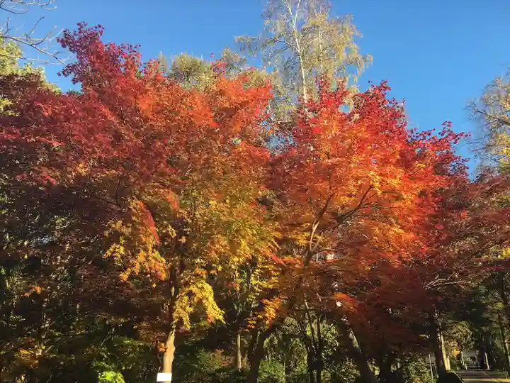 善道寺(北海道)