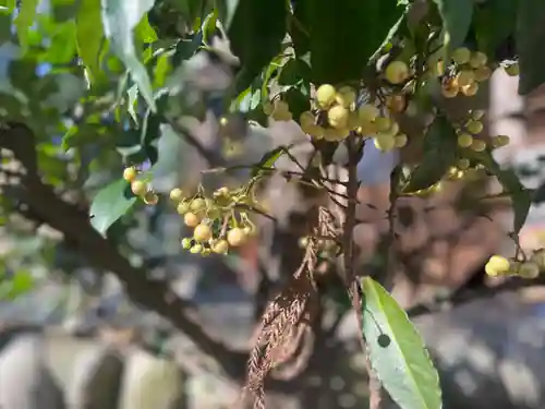 浅間神社の自然
