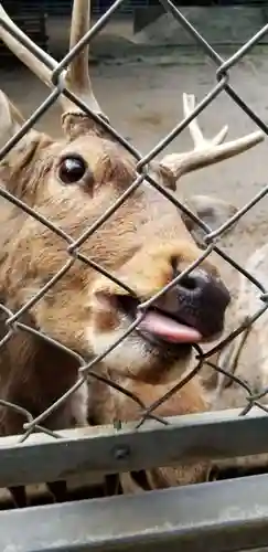 鹿島神宮の動物