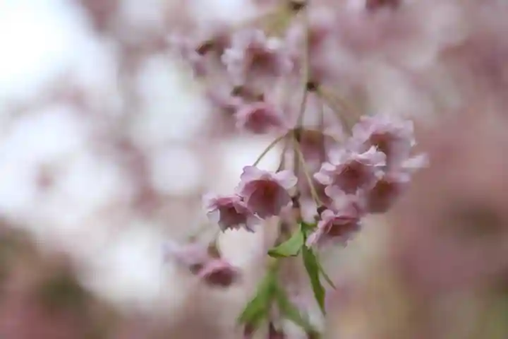 錦山天満宮の自然