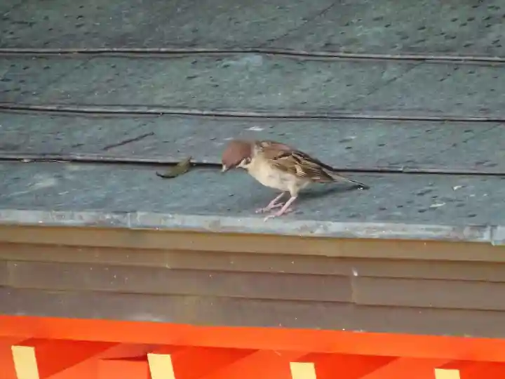 富岡八幡宮の動物