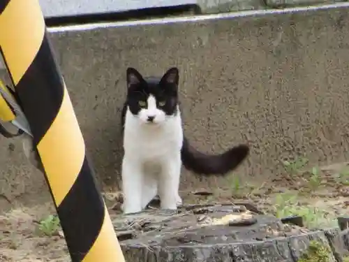 千里浜神社の動物