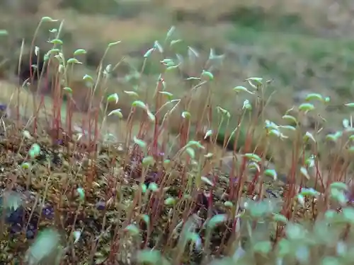 杉本寺(神奈川県)