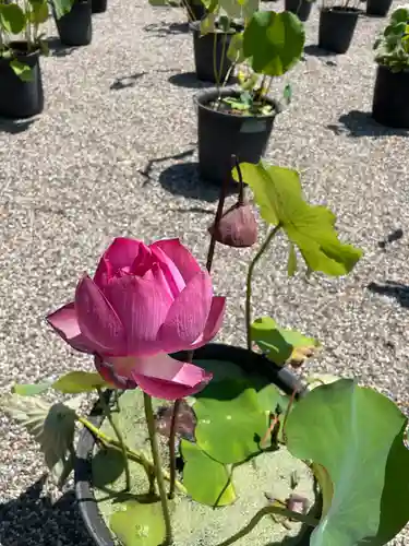 元興寺(奈良県)