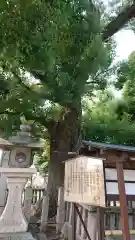 石津太神社の自然