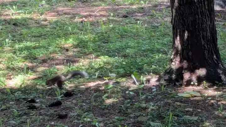 十勝護国神社の動物