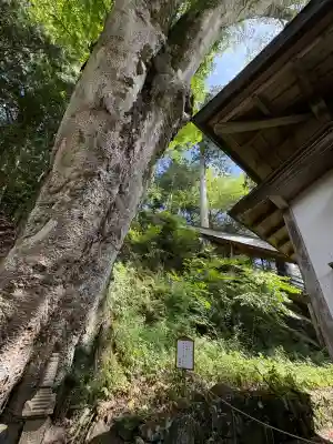 丹生川上神社（下社）の{uncategorized: "未分類", other: "その他", undefined: "問題あり", building: "その他建物", grave: "お墓", sacred_gate: "鳥居", guardian: "狛犬", statue: "像", buddha: "仏像", history: "歴史", nature: "自然", garden: "庭園", animal: "動物", pagoda: "塔", temizu: "手水舎", mountain_gate: "山門・神門", sanctuary: "本殿・本堂", subordinate: "末社・摂社", art: "芸術", scenery: "景色", jizo: "地蔵", ema: "絵馬", goshuin: "御朱印", omikuji: "おみくじ", items: "授与品その他", amulet: "お守り", goshuincho: "御朱印帳", eats: "食事", festival: "お祭り", votive_dance: "神楽", shichigosan: "七五三参", wedding: "結婚式", experience: "体験その他", initially: "初詣", around: "周辺", anti_infection: "感染症対策"}