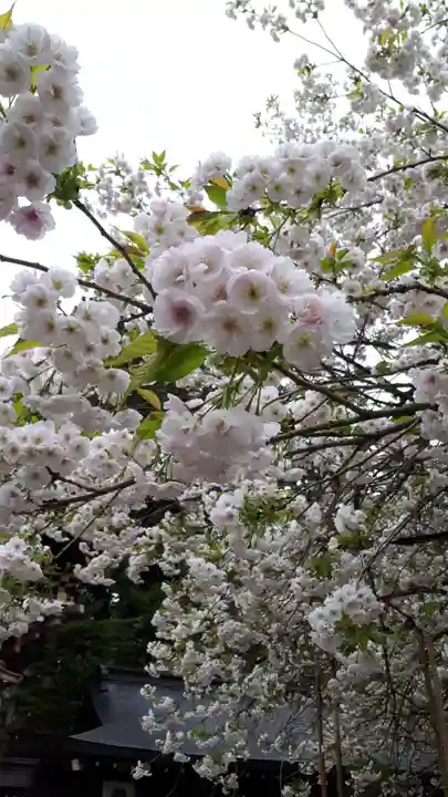 伊佐須美神社の自然