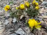 留辺蘂神社の自然