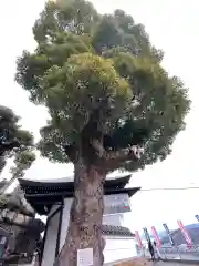 千光寺の自然