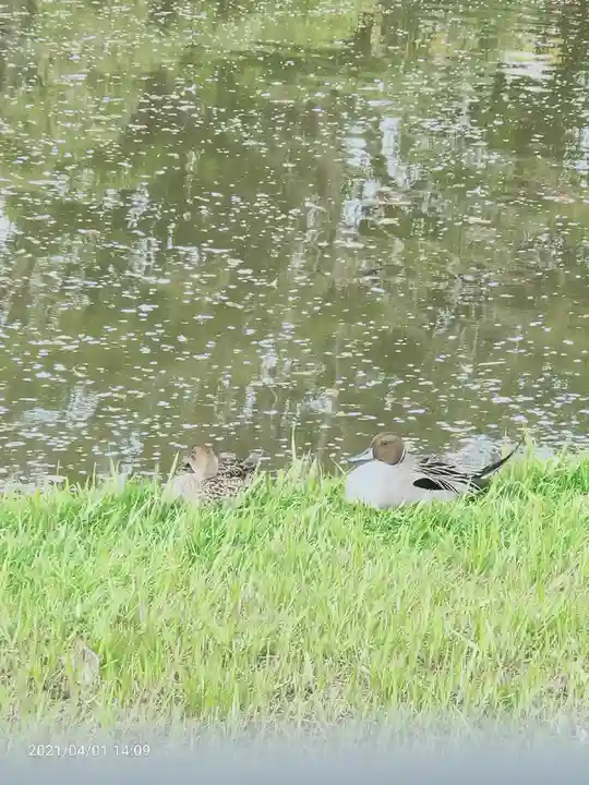 菊田神社の動物